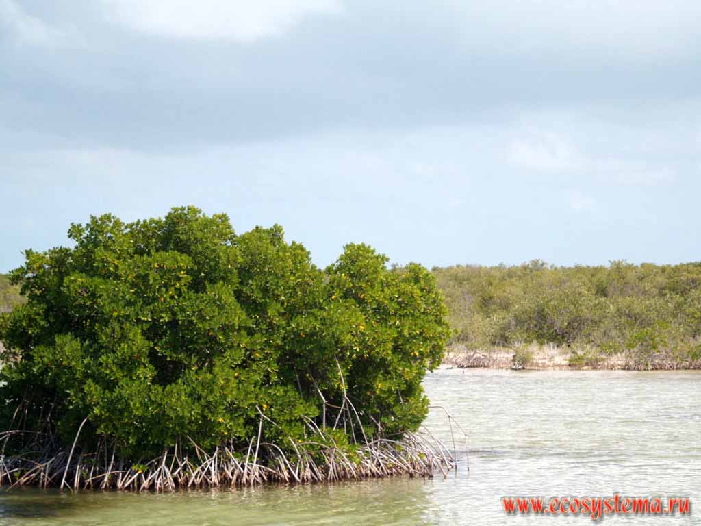 Мангровая растительность. Пинар дель Рио (запад Кубы)