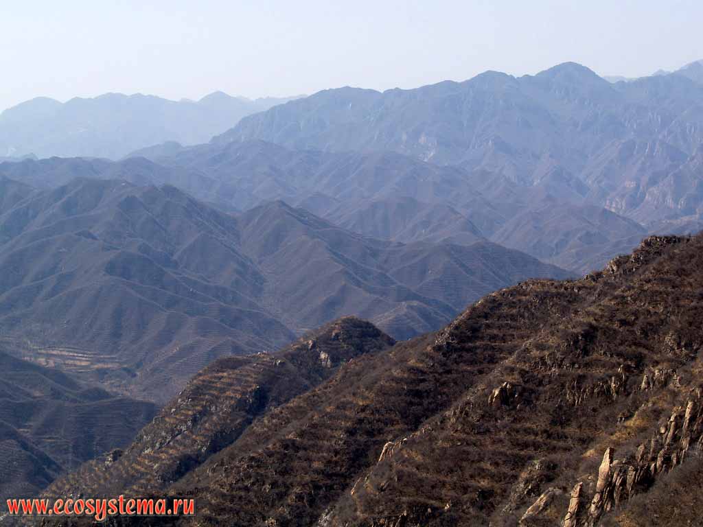 Горы Тяньшоушань, покрытые ксерофитной кустарниковой
растительностью. На переднем плане видны тропы, протоптанные
вдоль склонов мелким рогатым скотом.
Провинция Шанси, окрестности Пекина, северо-восточный Китай