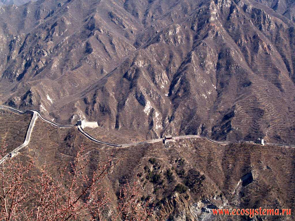 Великая Китайская Стена (участок Бадалин) в горах Тяньшоушань,
покрытых ксерофитной кустарниковой растительностью.
Провинция Шанси, окрестности Пекина, северо-восточный Китай