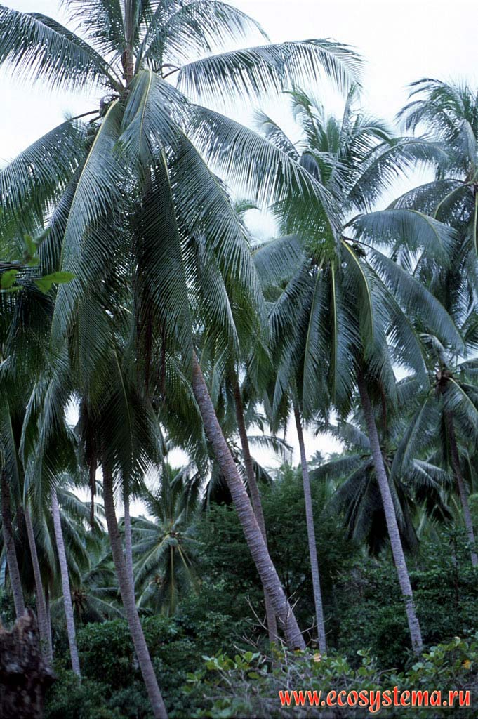 Coconut trees (Cocos nucifera) plantation. Indochinese Peninsula, Thailand
