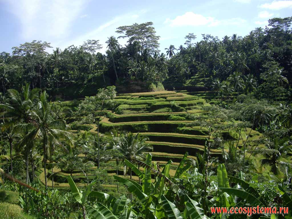 Сельскохозяйственный ландшафт острова Бали: рисовые плантации
(заливные чеки на искусственных террасах), кокосовые
и финиковые пальмы, бананы