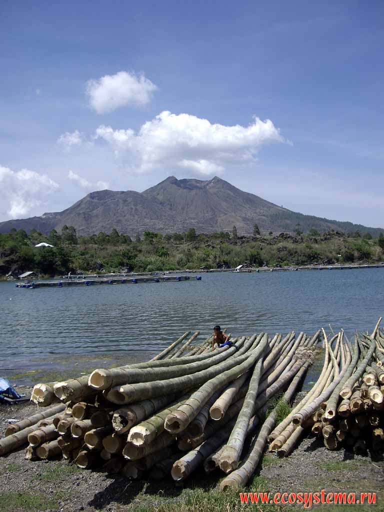 Заготовка древесины (стволы кокосовой пальмы) на берегу
озера Кинтамани. Вдали - вулкан Батур (1717 м)