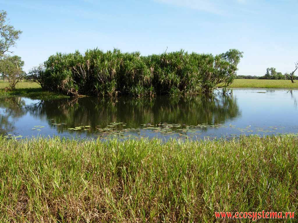 Mangrove island in the flood-plain of Adelaide river. Kakadu National Park. Northern Territory, Australia