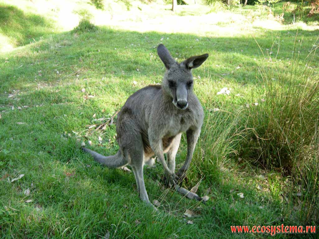 The Eastern Grey Kangaroo (Macropus giganteus)