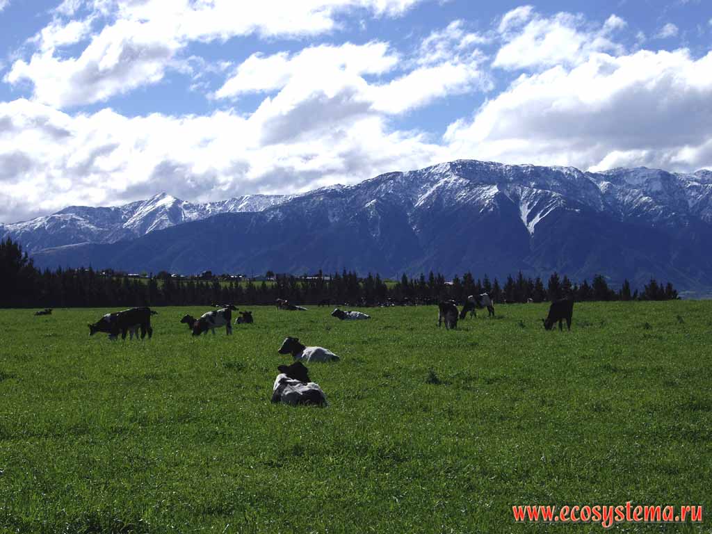 The herd of cattle against the background of Seaward Kaikoura (about 2000 m height).
Kaikoura district, Canterbury region, north-eastern part of the South Island, New Zealand