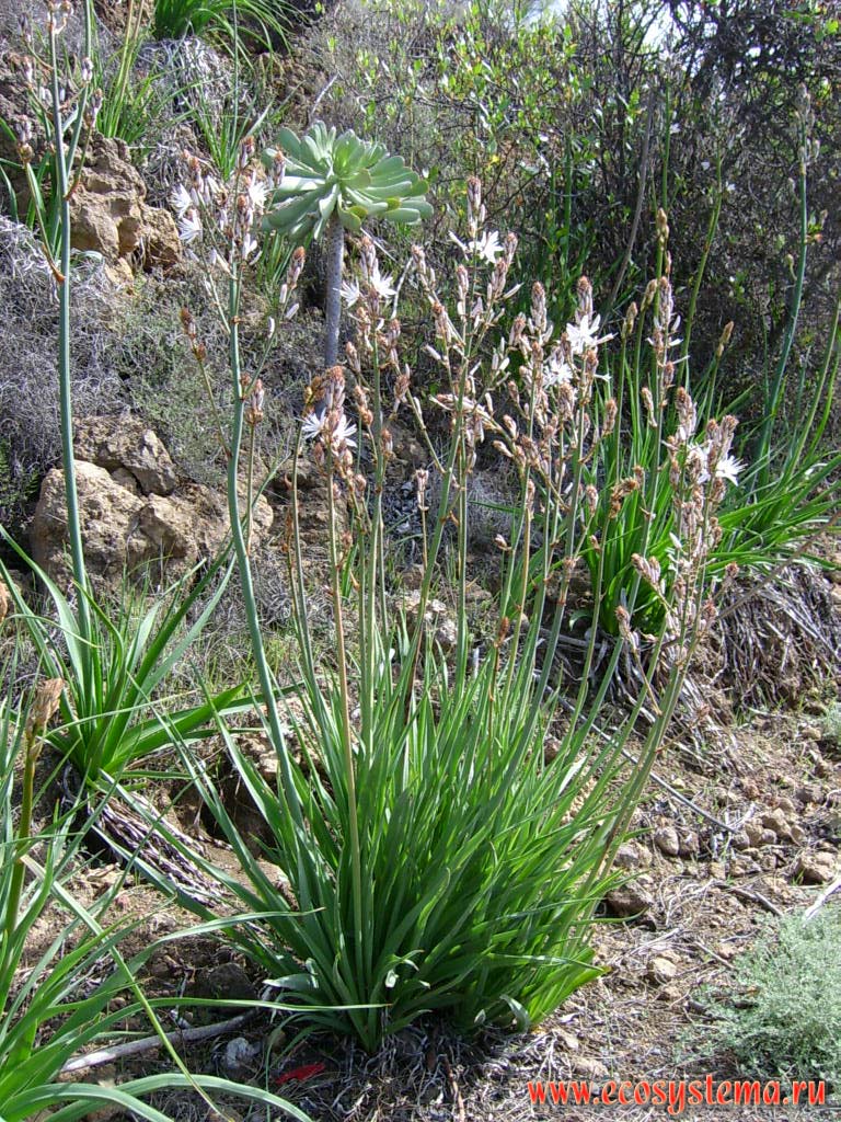 Asphodelus ramosus (Branched asphodel, Xanthorrhoeaceae family). Coastal semidesert altitude zone. Tenerife Island, Canary Archipelago