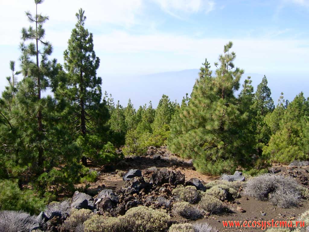 The oppressed (underdeveloped) pine sparse growth on the edge of Las Canadas caldera.
The Gomera Island is far away. 1900 meters above sea level. Tenerife Island, Canary Archipelago