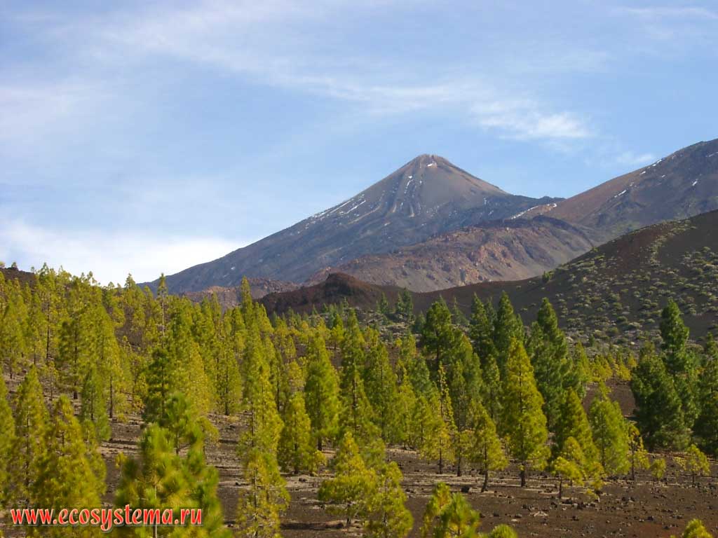 The oppressed (underdeveloped) pine sparse growth on the edge of Las Canadas caldera.
The Teide volcano (Pico del Teide, 3718 m height) cone with well visible barranco is far away.
Dry xerophytic lava and scoria zone (2000-2500 meters above sea level). Tenerife Island, Canary Archipelago