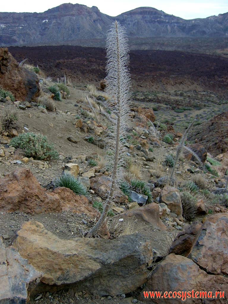 Volcanic lava and scoria field from 2000 year-old eruption on the bottom of the Las Canadas caldera.
Dried (old) inflorescence of the Tower of Jewels (Echium wildpretii) � the endemic of the Canary Islands.
2500 meters above sea level, Tenerife Island, Canary Archipelago