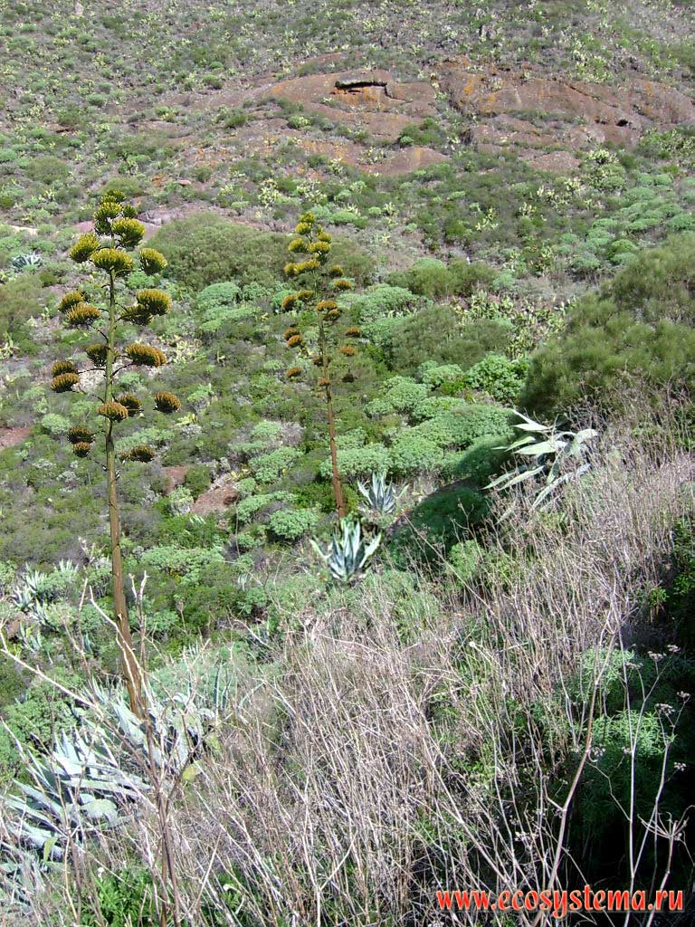 The Century Plant or Maguey (Agave americana) with giant inflorescence. Dry slope of the Masca valley (barranco). 700 meters above sea level. Teno peninsula, north-west coast of the Tenerife Island, Canary Archipelago