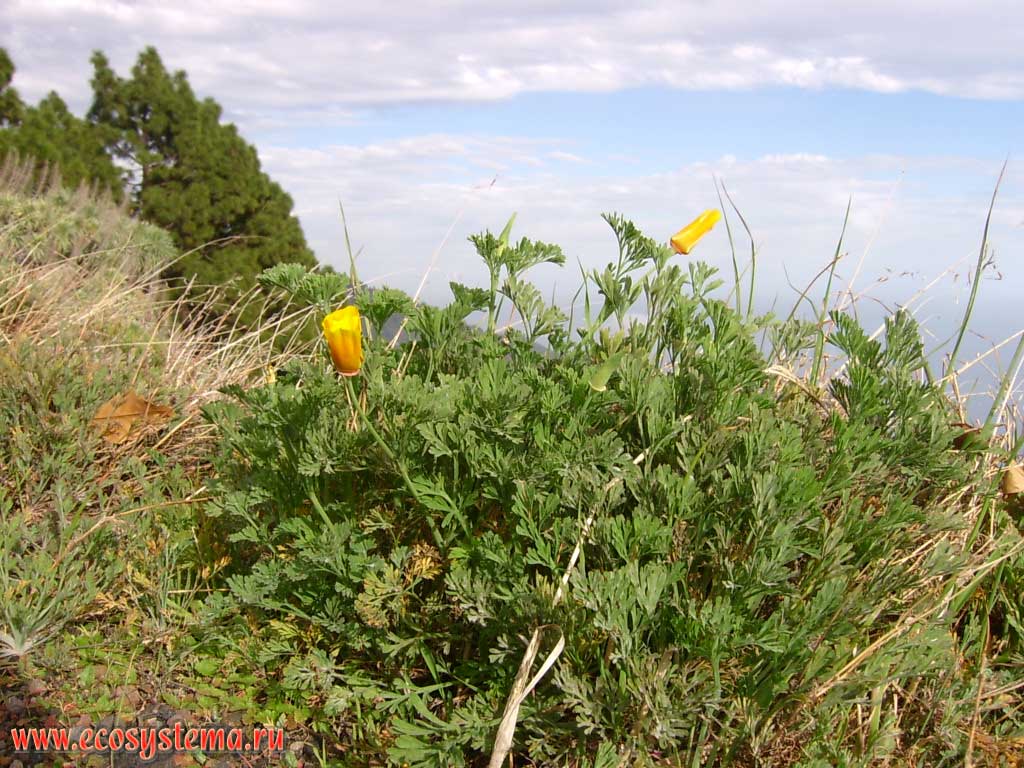 The California Poppy (Eschscholzia californica) (Papaveraceae Family).
Humid rainwater slopes of the Anaga peninsula northern coast. Tenerife Island northern coast, Canary Archipelago