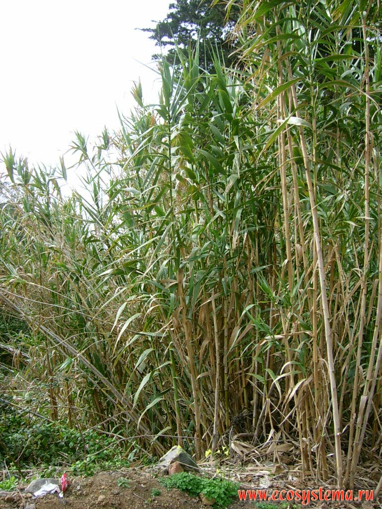 Common Reed (Phragmites communis = Phragmites australis) (Grass Family) on the evergreen deciduous forest edge.
Middle height altitude zone (700-1200 meters above sea level). Anaga peninsula, Tenerife Island northern coast, Canary Archipelago