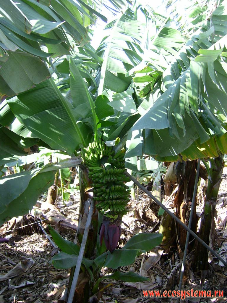 Cultivated Banana (Musa Genus) plant (grass). Tenerife Island, Canary Archipelago