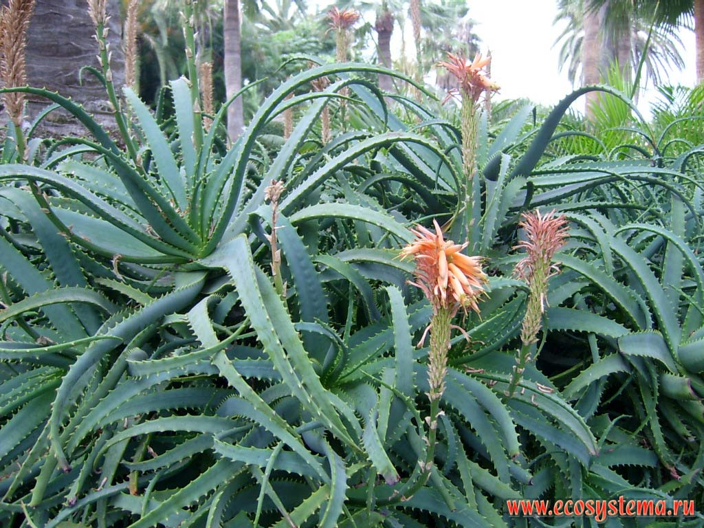 Flowering Socoirine Aloes (Aloe socotrina) (Asphodelaceae Family). Tenerife Island, Canary Archipelago
