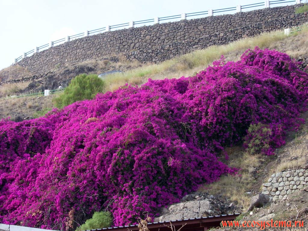 The Bougainvillea herbage on the mountain slope. Tenerife Island, Canary Archipelago