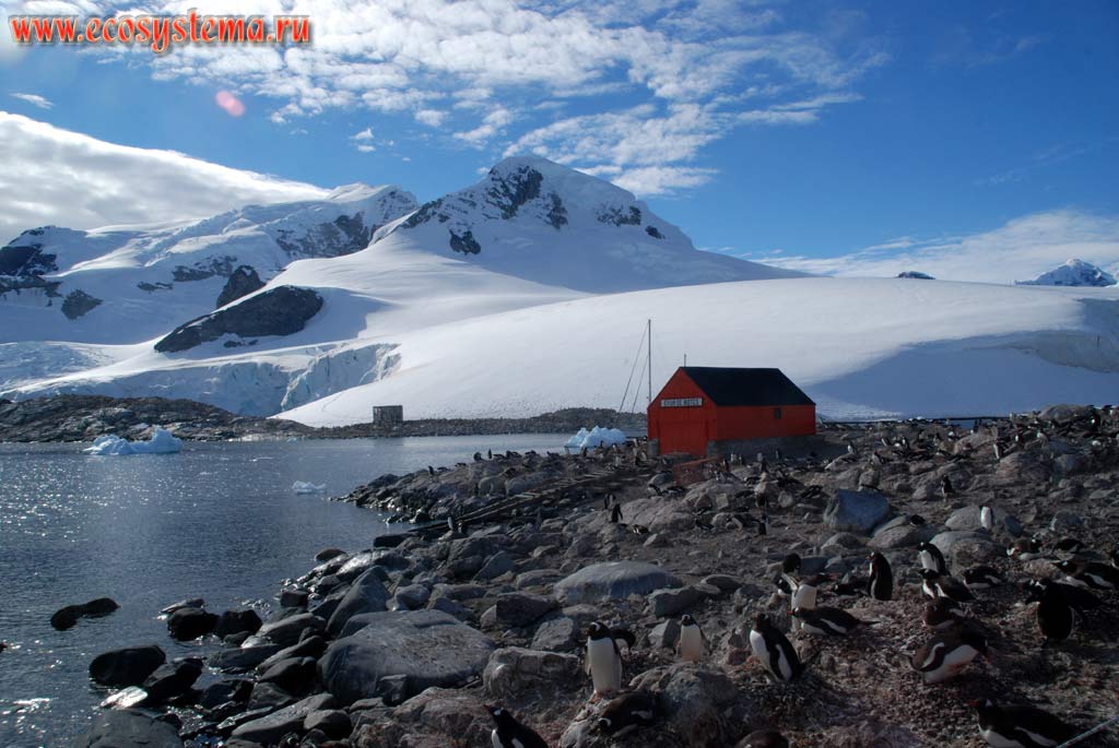 Чилийская антарктическая станция и колония субантарктических
пингвинов, или пингвинов Генту, или Папуа (Pygoscelis papua).
море Уэделла, бухта Парадиз, Антарктический полуостров