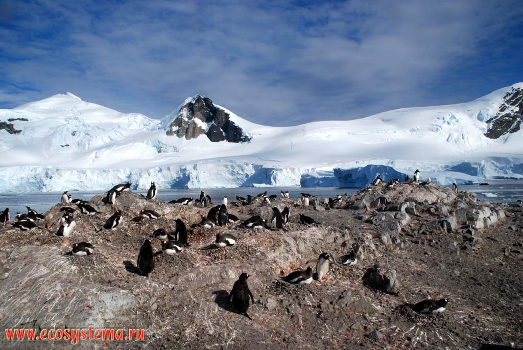 Колония субантарктических пингвинов, или пингвинов Генту, или Папуа
(Pygoscelis papua). Бухта Парадиз, Антарктический полуостров