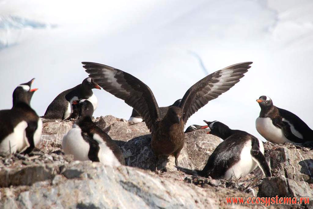 Антарктический, или южнополярный  поморник (Catharacta maccormicki)
(семейство Поморниковые - Stercorariidae) в колонии
субантарктических пингвинов (Pygoscelis papua). Остров Винке
в районе Порта Локрой, Антарктический полуостров