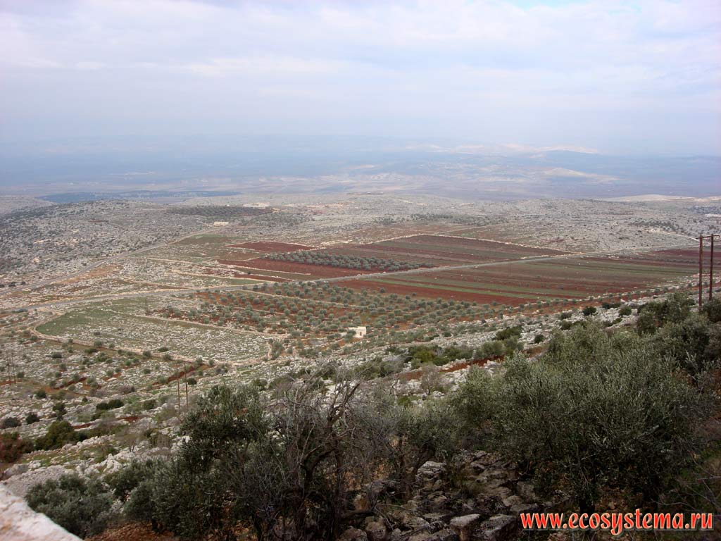 Сельскохозяйственный ландшафт с оливковыми садами. Азиатское Средиземноморье, или Левант, Алеппо (Халеб), Северная Сирия