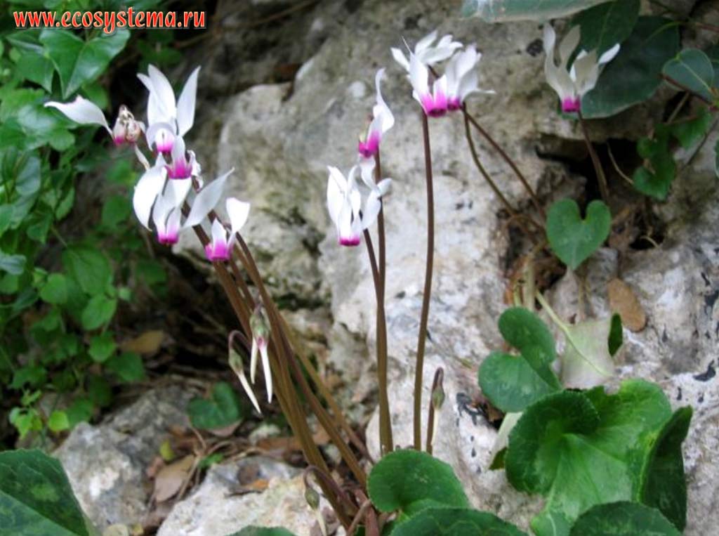 The Persian or Florist's Cyclamen, or Persian violet, or Sowbread (Cyclamen persicum)
