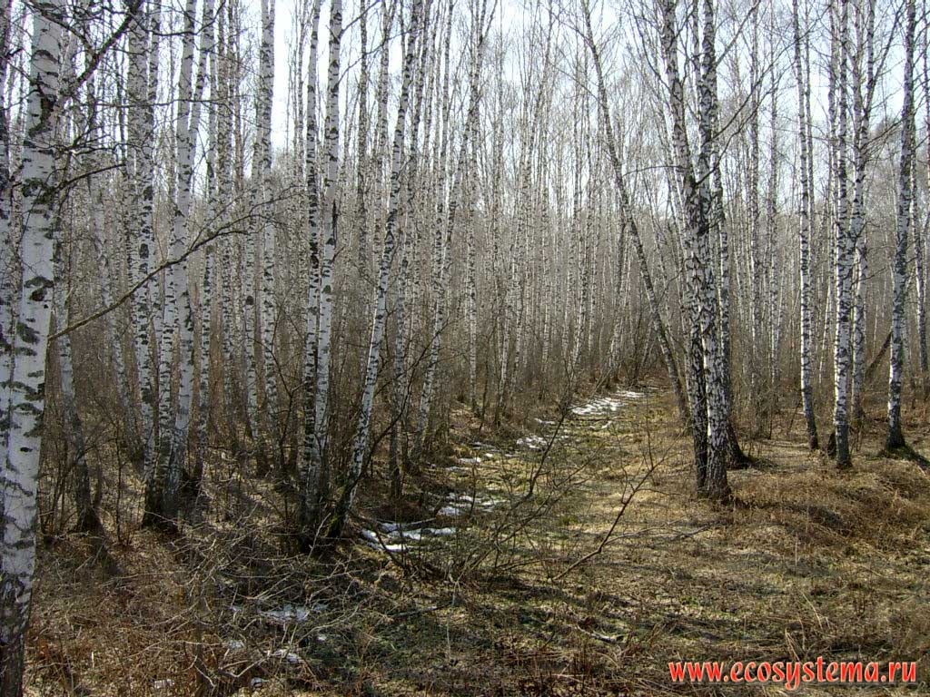 Narrow-leaved deciduous forest with Downy Birch (or White Birch, or European White Birch, or Hairy Birch) (Betula pubescens) and European Weeping Birch (or European White Birch, or Weeping Birch) (Betula pendula) predominance. View of the birch grove from inside. South to the Biysk town, Altai (Altay) region (Altaisky Krai)