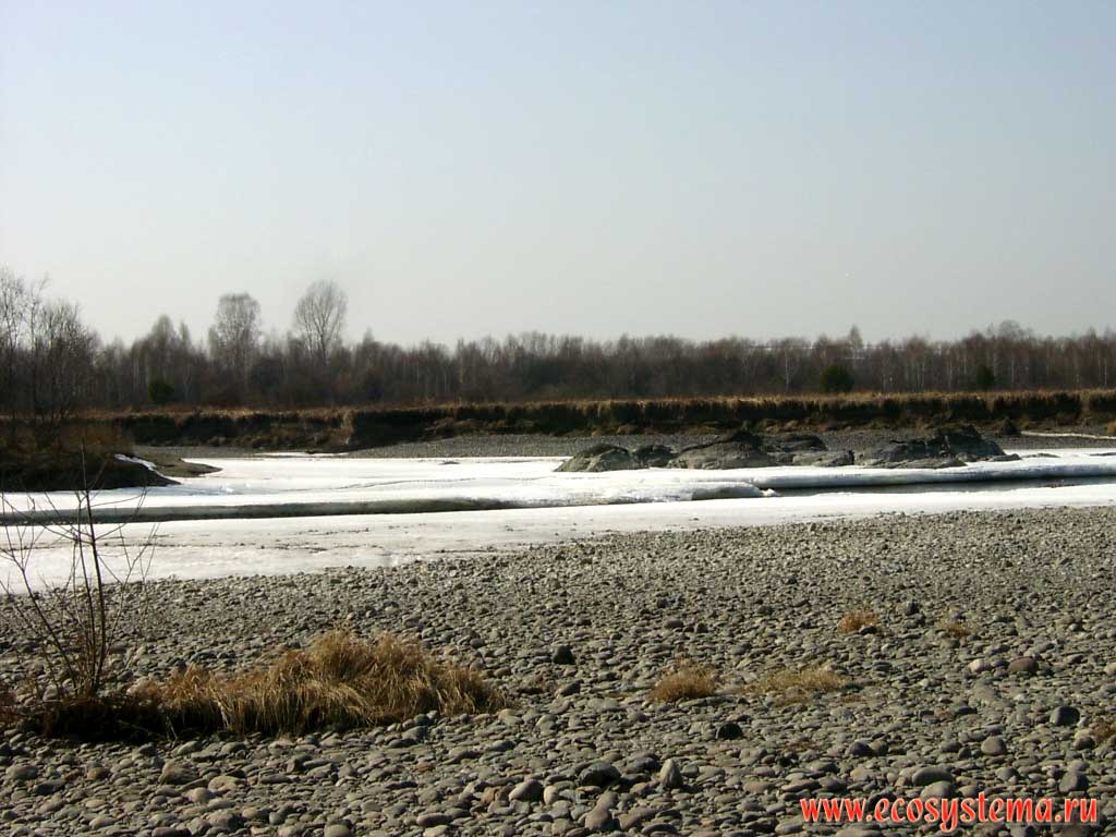 The shingle flood-plain of the Katun river overgrowing with willow (Salix) bush.
The lower Katun river basin on the border between Altai (Altay) region (Altaisky Krai) and the Republic of Gorny Altai (Altay)