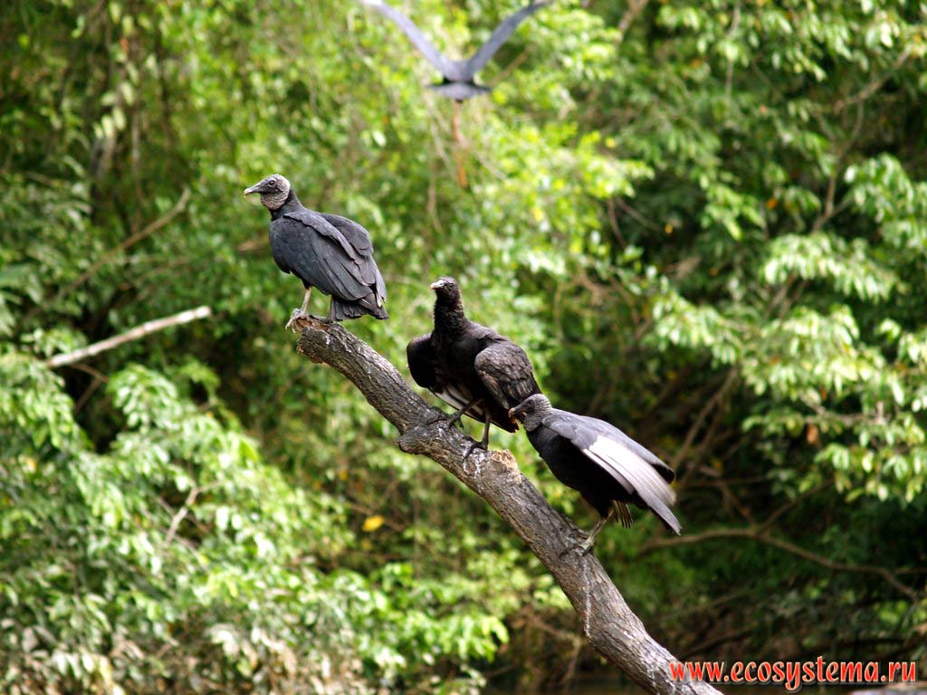 The young Turkey Vultures (Cathartes aura) on the bank of Yarinacocha Lake. The western region of the Amazonian Lowland in the Central Andes foothills.
Not far from the city of Pucallpa, the Department of Ucayali, Eastern Peru near Brazil border
