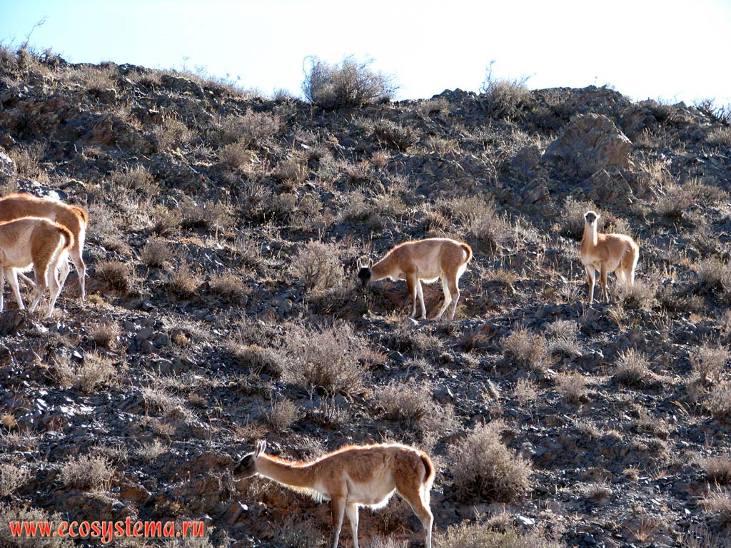 The Guanaco (Auchenia huanaco) herd (flock) in the dry puna (alpine grassland). Eastern slope of the Andes Highlands. Altitude is about 3500 m above sea level.
Precordillera, Salta Province, Northwest Argentina