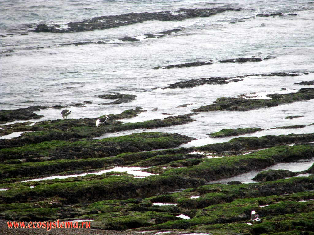 Littoral of the Atlantic ocean in low tide (and Kelp Gulls - Larus dominicanus). Chubut Province, Southeast Argentina
