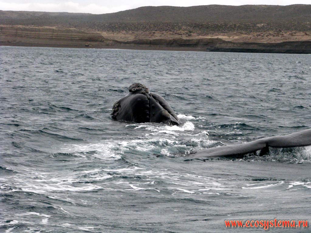 Южный гладкий, или южный настоящий, или южный полярный, или австралийский кит (Eubalaena australis) - видны голова и хвост плывущего кита.
Залив Гольфо-Нуэбо, провинция Чубут, юго-восточная Аргентина