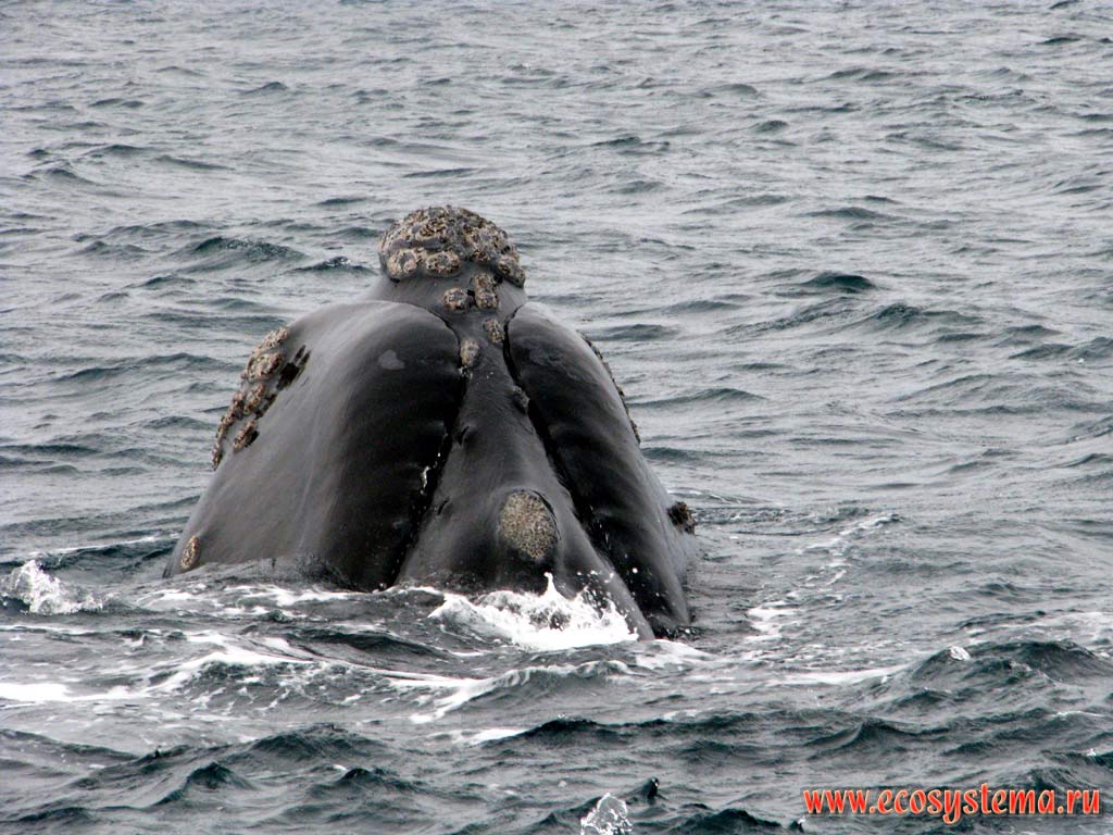Голова южного гладкого кита (Eubalaena australis) с характерным для данного вида кожным наростом, покрытым различными паразитическими ракообразными
(бокоплавами и морскими уточками). Залив Гольфо-Нуэбо, провинция Чубут, юго-восточная Аргентина
