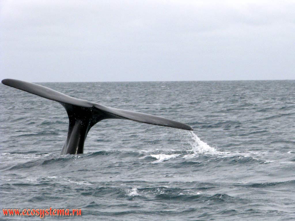 The tail fluke of the Southern Right Whale (Eubalaena australis) diving into the water. The Golfo Nuevo Bay, Atlantic ocean, Chubut Province, Southeast Argentina