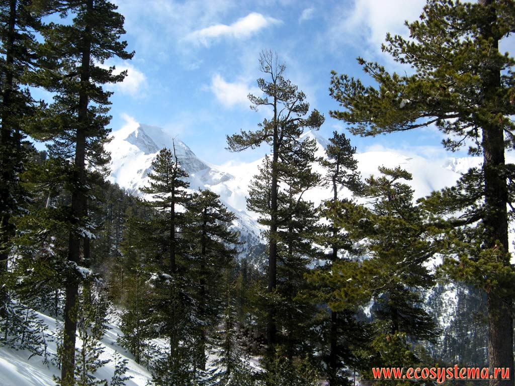 Сосновый светлохвойный лес на склонах гор Пирин на высоте около 1800 м н.у.м. На дальнем плане - гора Вихрен (2914 м).
Южная Болгария, горная система Западные Родопы