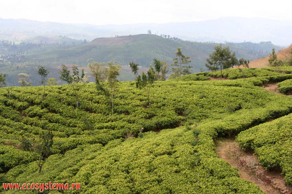 The Ceylon tea plantationson the slopes of the Central Massif mountains. Sri Lanka Island, Central Province