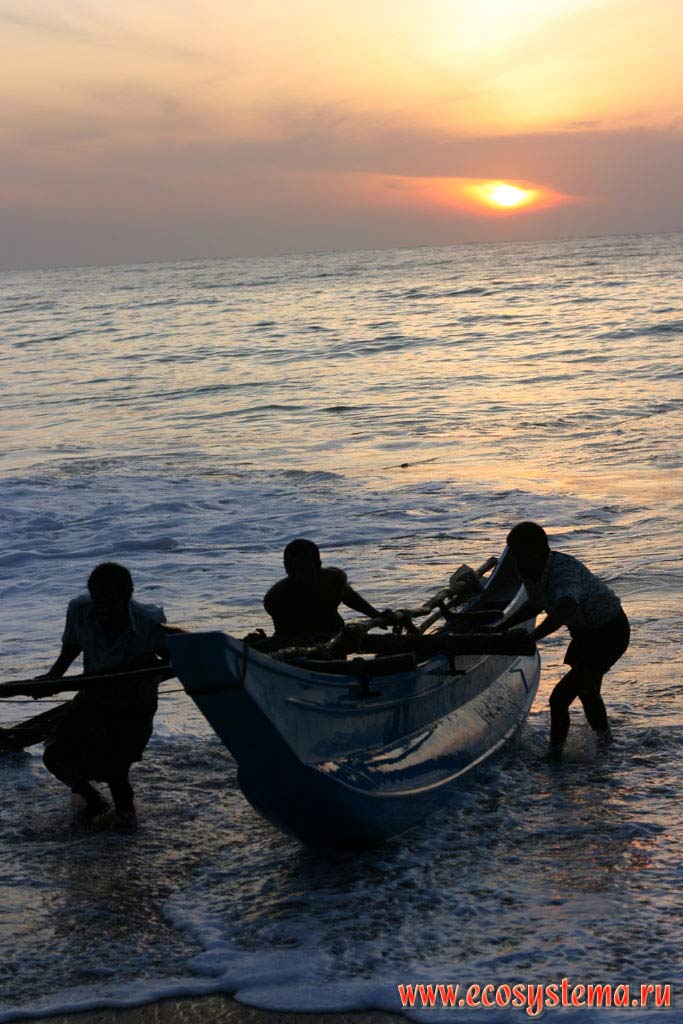 Рыбаки, вытаскивающие лодки на берег. Остров Шри-Ланка, Южная провинция, Тангалле (Tangalle)