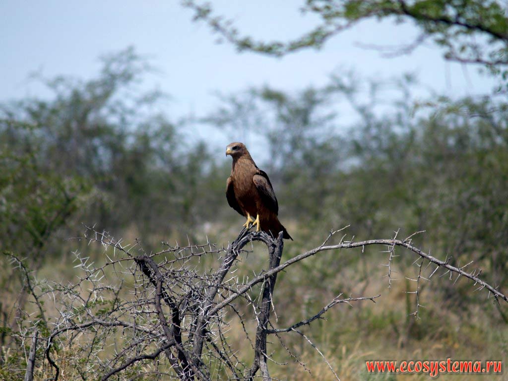 The Yellow-billed Kite (Milvus aegyptius) - the southafrican subspecies of the Black Kite (Milvus migrans).
Etosha, or Etosh� Pan National Park, South African Plateau, northern Namibia