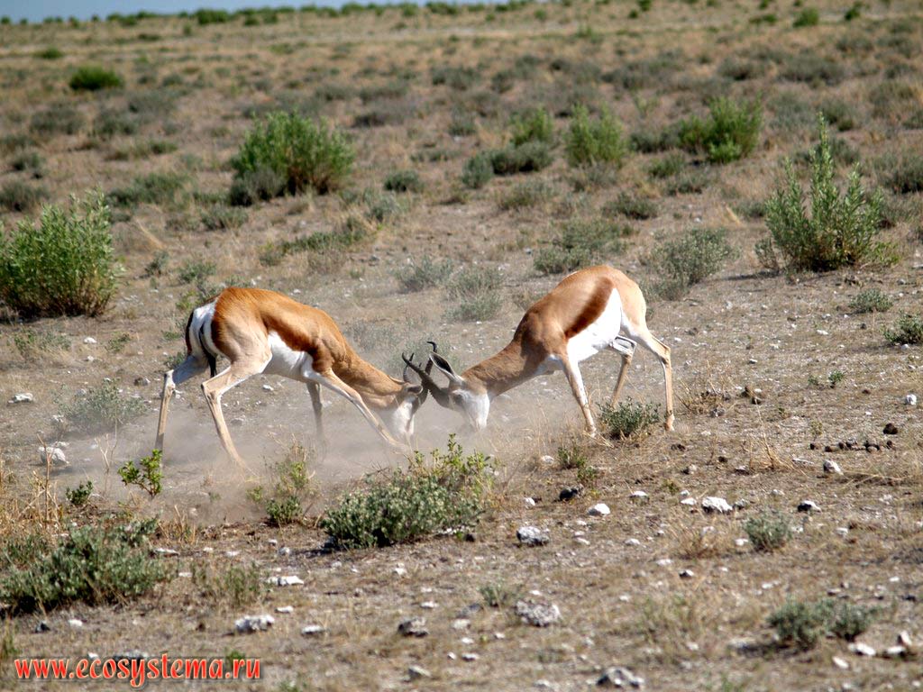 Breeding fight (duel) of Impala (Aepyceros melampus) young males (Impalas subfamily - Aepycerotinae, Bovidae family).
Etosha, or Etosh� Pan National Park, South African Plateau, northern Namibia