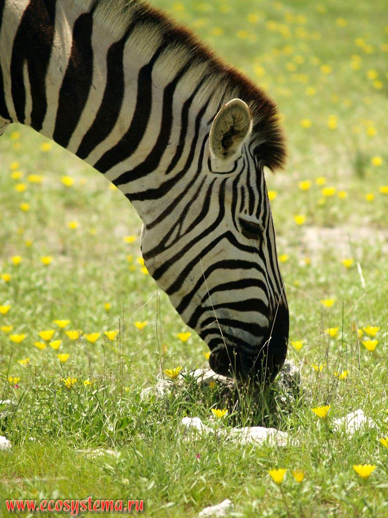 Равнинная, или саванная зебра (подвид Бурчеллова зебра - Equus quagga burchellii).
Национальный парк Этоша, Южно-Африканское плоскогорье, северная Намибия