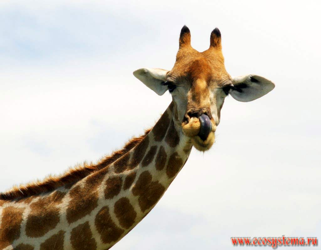 Голова жирафа (Giraffa camelopardalis) (виден фиолетовый язык, которым жираф облизывает верхнюю губу).
Национальный парк Этоша, Южно-Африканское плоскогорье, северная Намибия