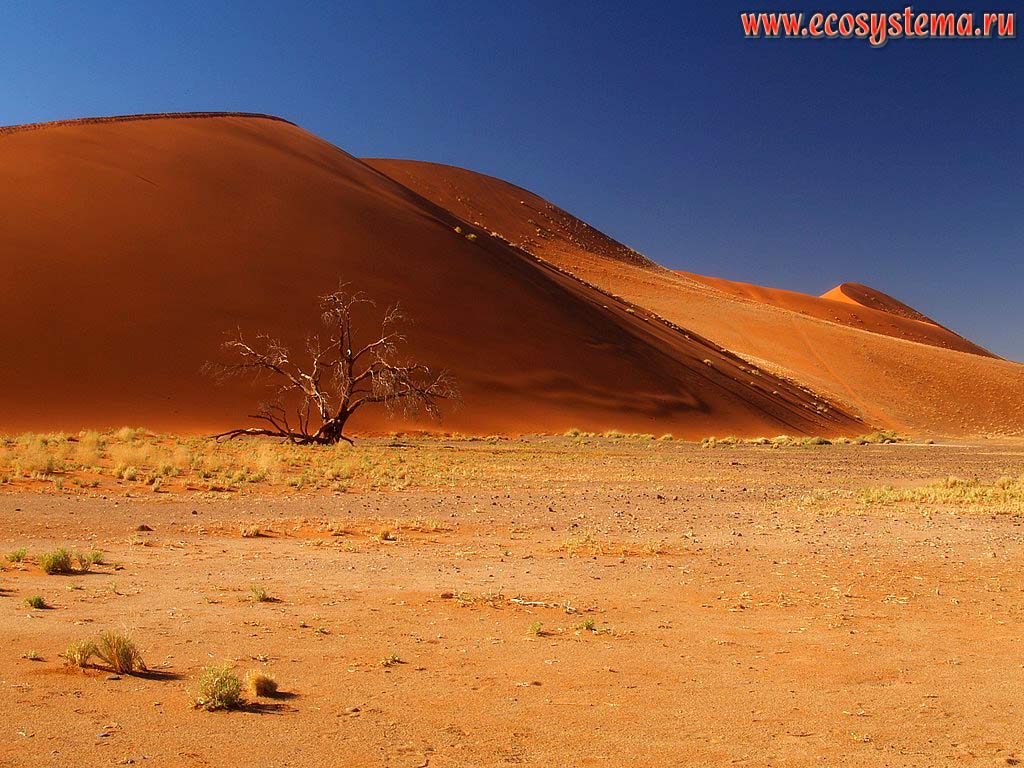 Наветренный склон (подножие) бархана в песчаной пустыне Намиб. Окрестности Соссусвлей (Сосусвли, Sossusvlei), заповедник Намиб Рэнд
(NamibRand Nature Reserve), национальный парк Намиб-Науклюфт (Namib-Naukluft National Park), Южно-Африканское плоскогорье, центральная Намибия