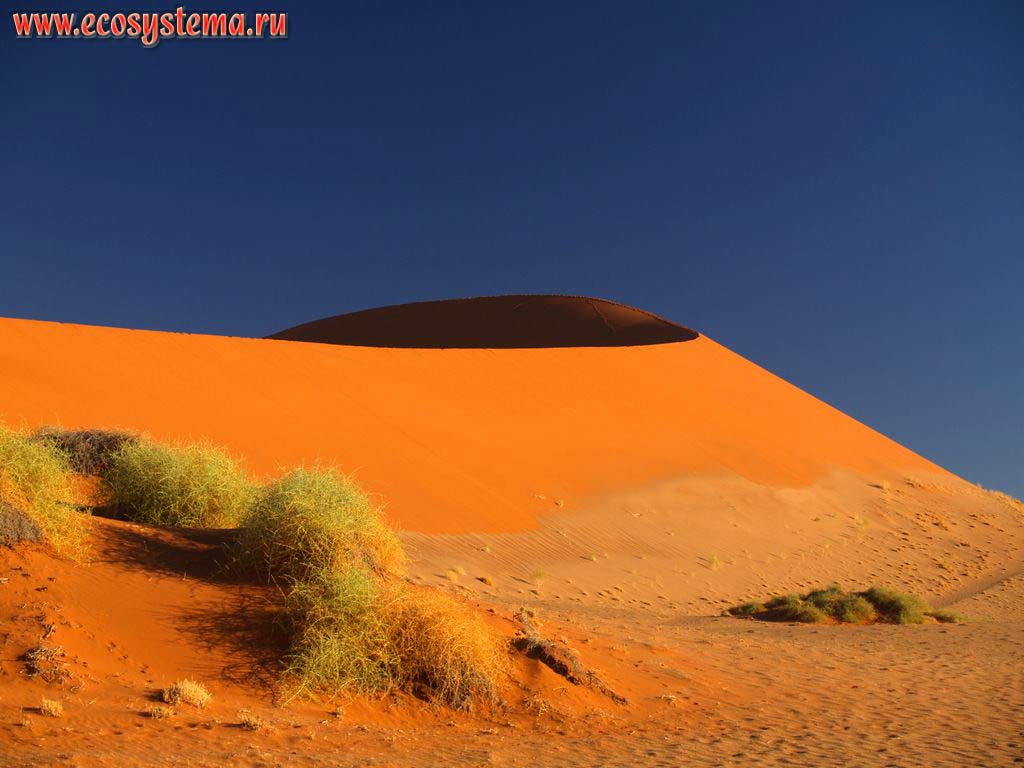 The typical desert sandy dune structure: the windward (exposed to the wind) slope at the right (on the sun) and leeward (lee side) slope (where wind-borne sediments are
accumulated) at the left (in the shadow). �Sossusvlei red dunes�, Namib Desert, Namib-Naukluft National Park, South African Plateau, Central Namibia