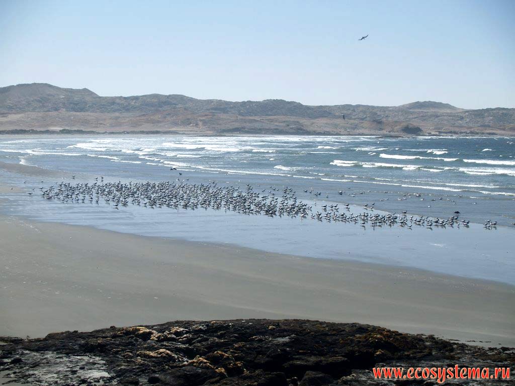 Sandy beach and a gull flock on the Atlantic ocean coast during the low tide. African West coast, Southern Namibia, Luderitz area