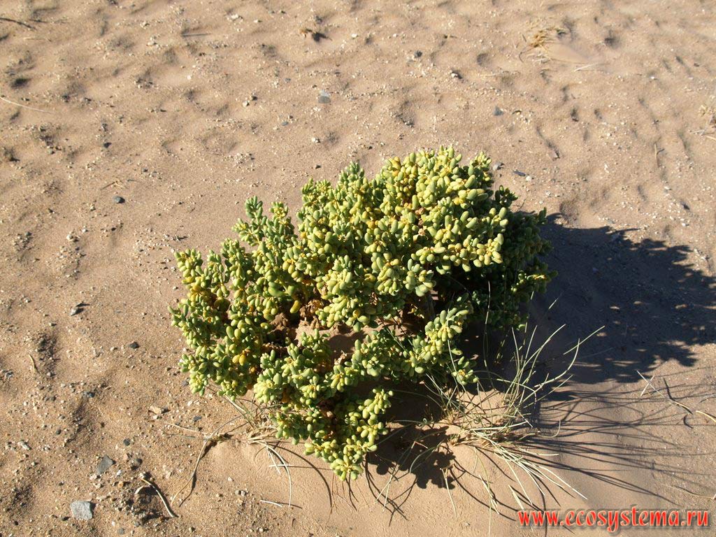 Sedum sp. - the succulent plant on the sandy beach of the Atlantic ocean. African West coast, Southern Namibia, Luderitz area
