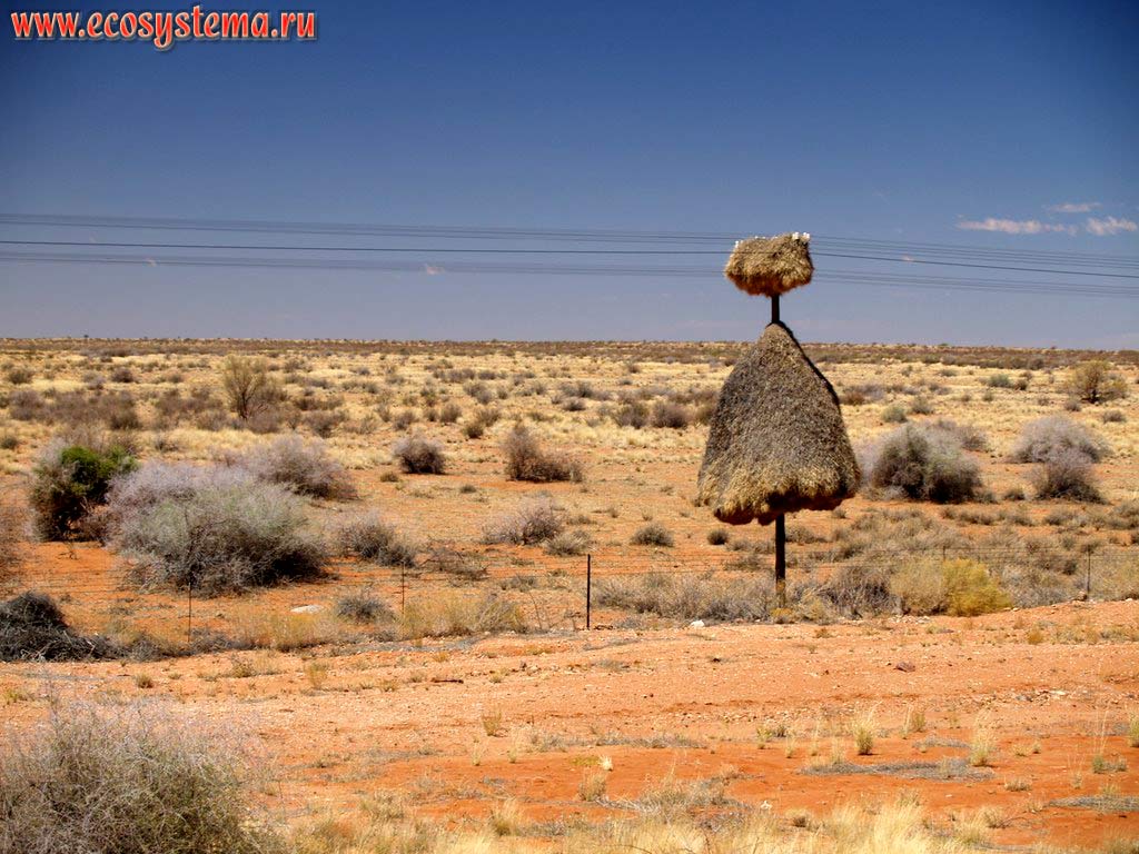 Ксерофитная растительность в южноафриканской субтропической полупустыне.
Окрестности города Апингтон (Upington), Южно-Африканское плоскогорье, север ЮАР, Северо-Капская провинция