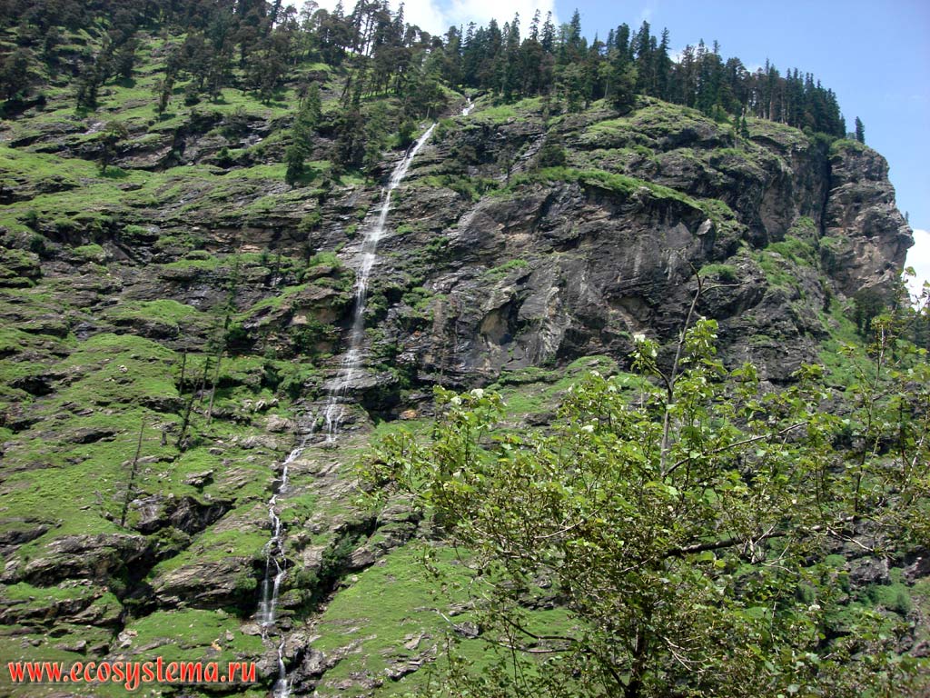 Водопад, стекающий с обрыва (клифа) в высотном поясе темнохвойных лесов. Долина Куллу, штат Химачал-Прадеш, север Индии