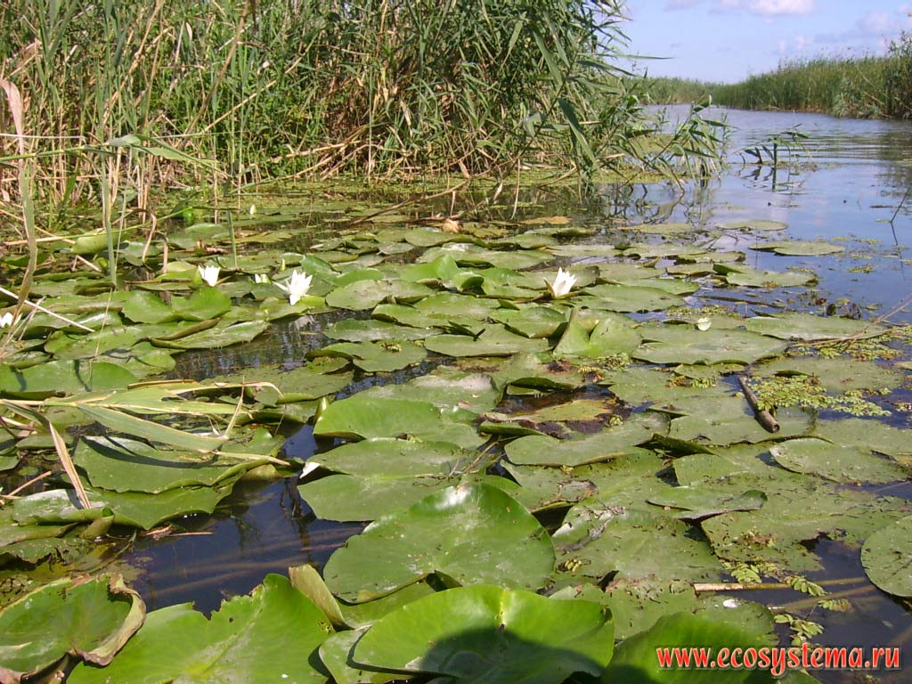 Beach ducts (arm) in the peals, reeded (Phragmites) and white water lily (Nymphaea alba). The Astrakhan reserve (Obzhorovsky site), the Astrakhan region