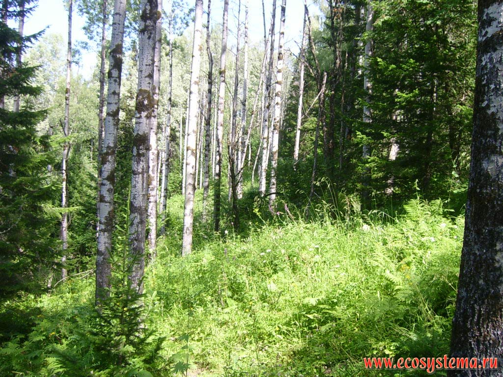 Mixed forest with predominance of aspen, spruce and fir on the shores of Teletskoye lake (in the northern, lower part). Turochaksky District, Altai Republic