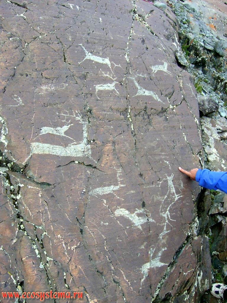 Rock paintings (petroglyphs) of the ancient (early AD) period on the rocks in the Elangash river valley. Kosh-Agach District, Altai Republic