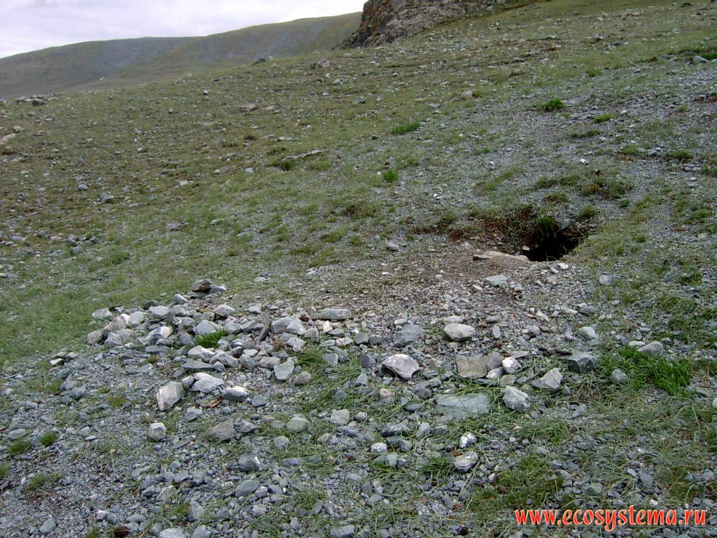 Burrow of grey or Altai marmot (Marmota baibacina) in the mountain steppes in the Elangash river valley (elevation 2400 meters above sea level). South-Eastern Altai, Kosh-Agach District, Altai Republic