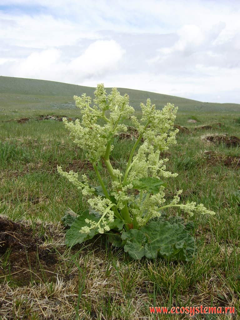 Flowering rhubarb (Rheum sp.) in the mountain steppes in the Elangash river valley (elevation is about 2400 meters above sea level). South-Eastern Altai, Kosh-Agach District, Altai Republic